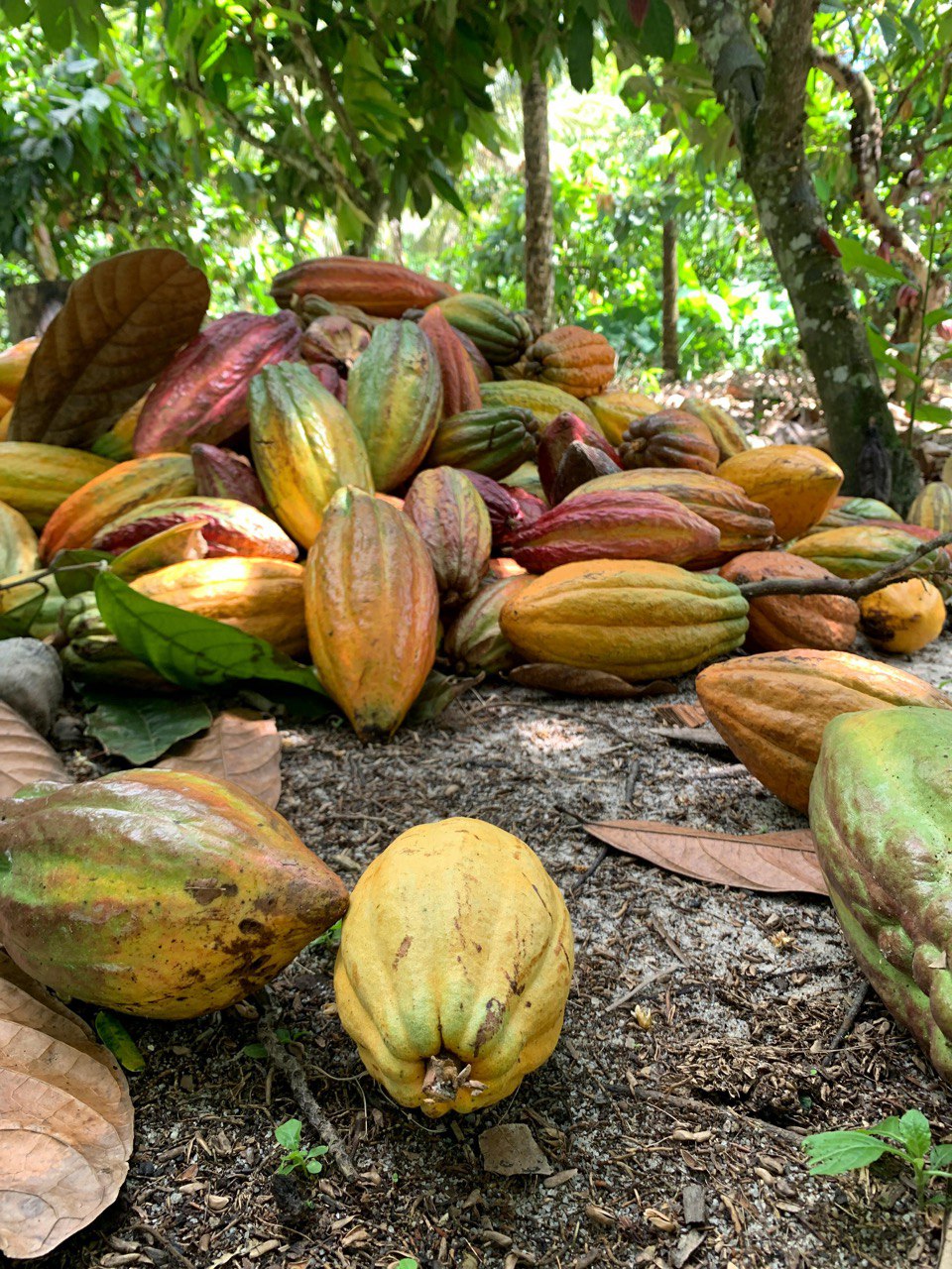 High-Quality Natural Cocoa Powder